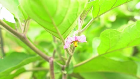 Tolle-Aufnahme-Einer-Auberginenblüte-Mit-Glänzender-Mediterraner,-Leuchtend-Violetter-Haut-Im-Botanischen-Garten