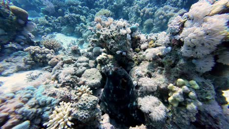 Underwater-View-Of-Coral-Reef-With-Tropical-Fish,-Seaweeds-And-Corals-In-Dahab,-Egypt