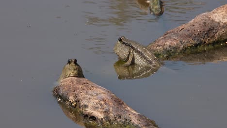 Dos-Individuos-Espalda-Con-Espalda-Descansando-Sobre-Dos-Trozos-De-Madera-A-La-Deriva,-Mudskipper-Periophthalmus-Chrysospilos-Con-Manchas-Doradas,-Tailandia