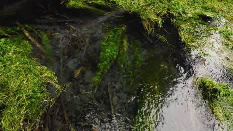 Kristallklares-Wasser-Des-Hoh-River-Mit-Wassergras-Im-Hoh-Regenwald-In-Washington