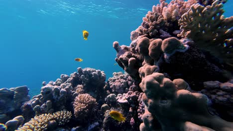 Coral-Reef-And-Fishes-In-Dahab,-Egypt---Underwater-Shot