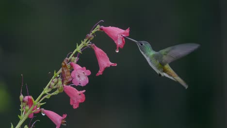 Colibrí-Vuela-En-Cámara-Lenta-Hacia-Unas-Flores-De-Campana-Rosadas