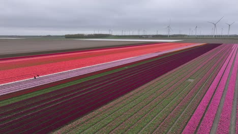 Coloridas-Flores-De-Tulipanes-En-Los-Campos-Holandeses-Cerca-Del-Parque-Eólico