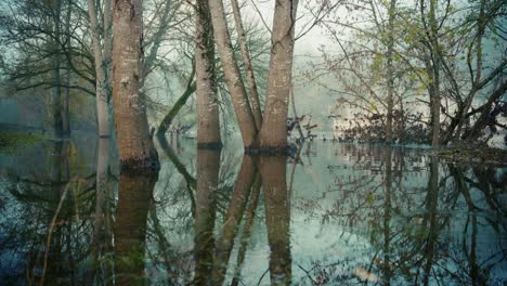 A-forest-in-the-water-during-a-flood,-lateral-travelling-above-the-water,-Dordogne,-France