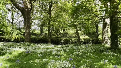 Sonnenschein,-Glockenblumen-Und-Bärlauch-Ein-Ländlicher-Friedhof-In-Irland