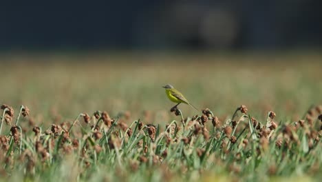Yellow-wagtail-perched-in-a-field-with-blurred-background,-serene-nature-scene