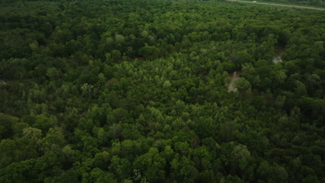 Matorral-Denso-De-Hoja-Perenne-En-Wolf-River-Creek,-Condado-De-Shelby,-Tennessee,-Estados-Unidos