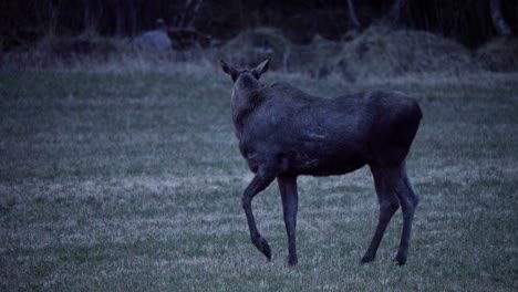 Norwegian-Moose-In-The-Field-In-Indre-Fosen,-Norway---Wide-Shot