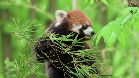 Panda-Rojo-Comiendo-Hojas-De-Bambú---Retrato-De-Primer-Plano