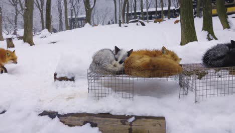 Zorros-Durmiendo-En-Un-Campo-Nevado-En-Kitsune-Mura,-Aldea-De-Zorros-En-Miyagi,-Japón