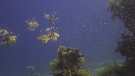 Depredadores-Del-Pez-León-Persiguiendo-Presas-De-Peces-De-Cristal-Junto-Al-Arrecife-De-Coral-Del-Mar-Rojo-De-Egipto