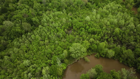 Río-Wolf-Serpenteando-A-Través-De-Frondosos-Bosques-En-Collierville,-Tennessee,-Tranquilo-Y-Sin-Perturbaciones,-Vista-Aérea