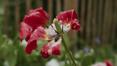 Close-up-shot-of-a-amaryllis-flower-blooming-in-the-garden,-snow-falling-in-mid-april,-some-frost-forming-on-the-flower