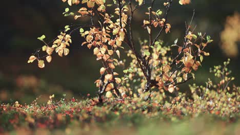 Colorful-yellow-leaves-on-the-black-twisted-branches-of-the-birch-tree-in-the-autumn-tundra