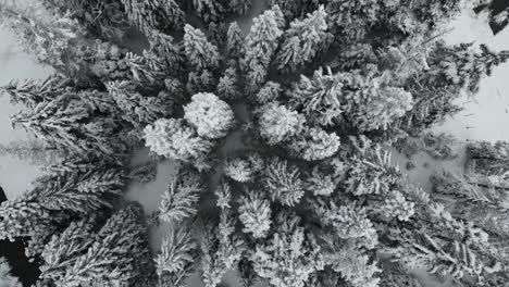 Top-down-aerial-perspective-captures-a-winter-wonderland,-snow-draped-trees-in-an-Idaho-forest,-unveiling-a-serene-mountain-river-and-quaint-homestead-below