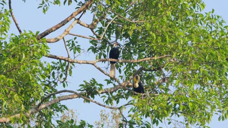 El-Macho-De-Abajo-Salta-Hacia-La-Izquierda-Y-Otra-Rama-Más-Arriba-Mientras-La-Hembra-Se-Relaja,-Cálao-Envuelto-Rhyticeros-Undulatus-Macho-hembra,-Tailandia