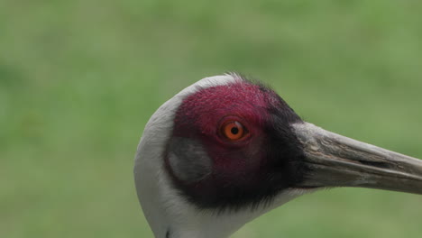 Head-Close-up-of-White-naped-Crane-Bird-in-a-Wild