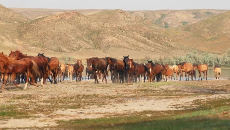 The-untamed-spirit-of-feral-horses,-domesticated-stock,-as-they-roam-freely-in-the-summer-heat