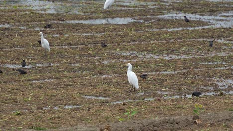 Flock-of-great-egret-and-crested-myna,-foraging-for-fallen-crops-on-the-wet-soil-ground-after-paddy-fields-have-been-harvested,-close-up-shot