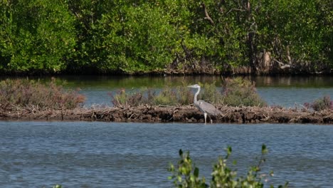 La-Cámara-Se-Aleja-Mientras-Este-Pájaro-Mira-Hacia-La-Izquierda-Durante-Un-Día-Ventoso,-Garza-Gris-Ardea-Cinerea,-Tailandia