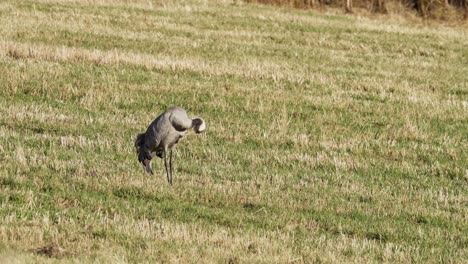 Aseo-De-Grulla-Común-En-Un-Campo-En-Indre-Fosen,-Noruega---Plano-Amplio