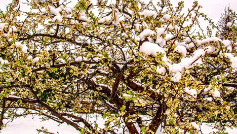 timelapse-how-winter-changes-to-spring-in-one,-petals-covered-in-snow,-spring-has-come,-nature-hyperlapse-snow-covered-tree-with-small-yellow-flowers-close-up