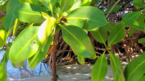 Nahaufnahme-Eines-üppigen-Grünen-Tropischen-Baumes-Mit-Breiten-Blättern-Auf-Der-Insel-Cayo-De-Agua