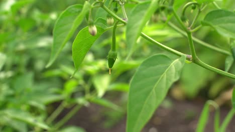 Close-up-shot-of-chili-baby-green-hot-peppers-fruit-vegetable-spicy-variety-in-botanical-garden