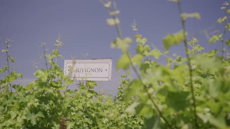 Vides-Jóvenes-Enfocadas-Con-Un-Cartel-De-Bodega-Borroso-En-El-Fondo,-Día-Soleado