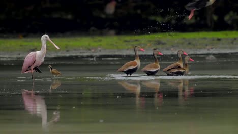 Varios-black-bellied-whistling-duck-salen-volando-sobre-un-lago-donde-se-reflejan
