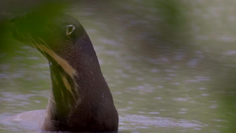 Una-Nutria-Gigante-Nos-Mira-Con-Curiosidad,-Busca-Caza-Y-Luego-Bosteza