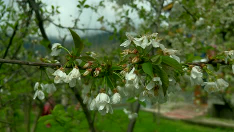Clips-De-La-Colección-Del-Jardín-De-Tulipanes-Nishat-Srinagar-Kashmir-India,-Hermosas-Flores-De-Colores,-Tulipanes-En-El-Mes-De-Abril