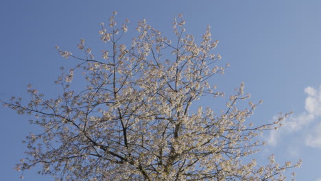 Big-blossoming-cherry-tree-against-a-clear-blue-sky-in-springtime