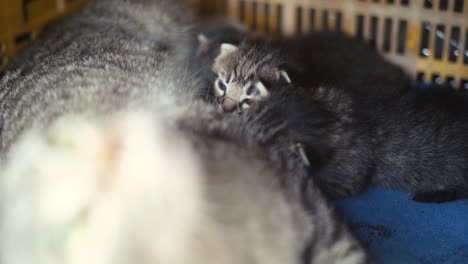 Mum-feeding-baby-cats-breastfeed-kitty,-kitten