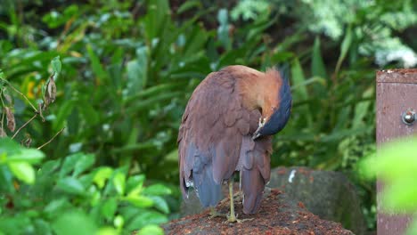 A-Malayan-night-heron-spotted-standing-on-the-rock-in-an-urban-park,-preening-and-grooming-its-feathers,-wondering-around-the-surroundings,-close-up-shot