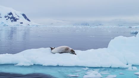Antarctica-Wildlife-of-Crabeater-Seals,-Antarctic-Peninsula-Animals-of-Seal-Lying-Down-and-Sleeping-on-Blue-Ice-Iceberg-with-Beautiful-Mountains-Landscape-Scenery-and-Southern-Ocean-Sea-Water