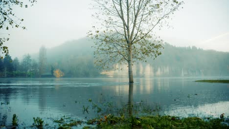 A-tree-alone-in-the-water-during-a-flood,-front-travelling-above-the-water,-Dordogne,-France