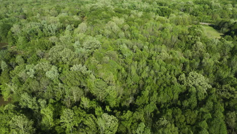 Wolf-river's-lush-canopy-in-collierville,-tennessee,-under-daytime-light,-aerial-view