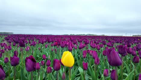 Blooming-Tulips-Flowerbed-In-The-Netherlands---Tilt-Down