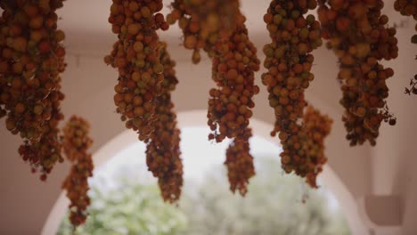Bunches-of-ripe-grapes-hanging-in-a-sunlit-archway,-soft-focus-on-Mediterranean-estate