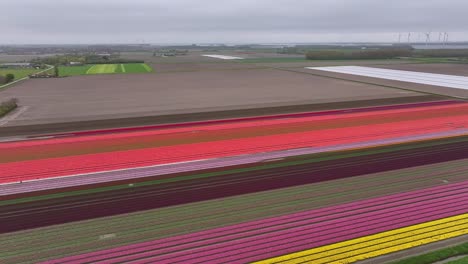 Colorful-Tulip-Fields-Blooming-In-Spring-In-The-Netherlands---Aerial-Drone-Shot