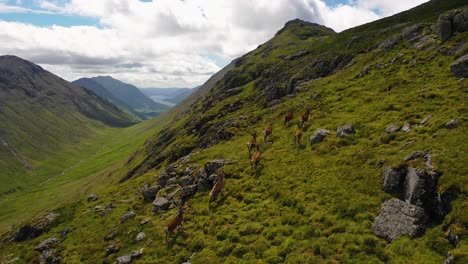 Aerial-view-of-Herd-of-Stag-in-the-Scottish-Highlands