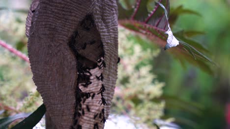 Entrance-of-a-large-wasp-nest-full-of-wasps