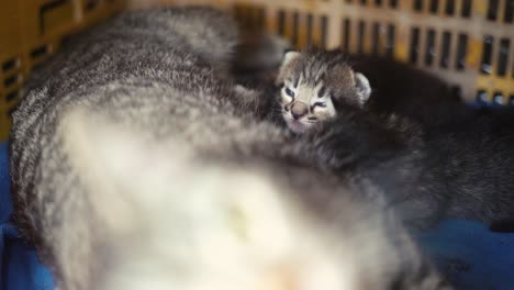 Mum-feeding-baby-cats-breastfeed-kitty,-kitten