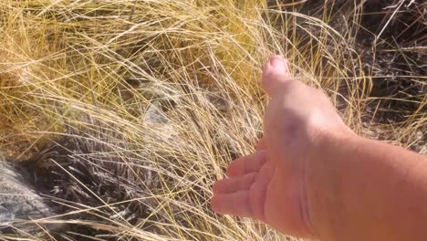 Woman-hand-touch-dry-grass-with-fingers-in-tropical-arid-mountain,-close-up