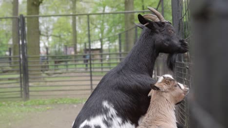 American-Pygmy-Goat-With-Babies-Inside-The-Zoo-Cage-In-A-Park