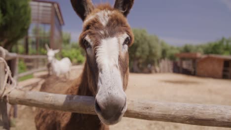 Donkey-close-up-on-a-sunny-farm,-looking-curiously-at-the-camera,-with-another-donkey-in-the-background