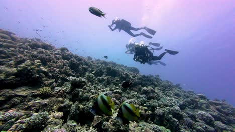 Scuba-Divers-Exploring-The-Undersea-Marine-Life-In-Dahab,-Egypt