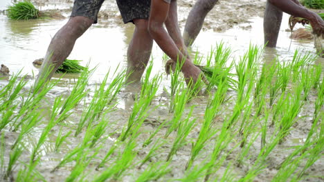 Landwirtschaft,-Reis-Getreidepflanzen,-Plantage