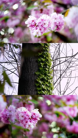 Vertical-video-of-nature-from-trees